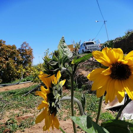 Green Village. Tony Frias. Fasnia Bagian luar foto