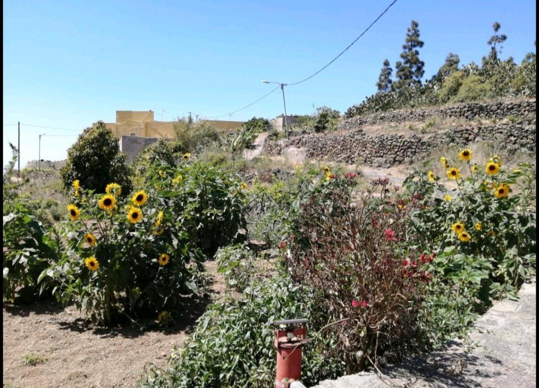 Green Village. Tony Frias. Fasnia Bagian luar foto